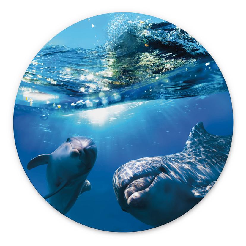 Billede Dolphins Underwater - rund – print på aluminium (Alu-Dibond)