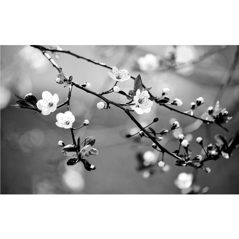 Fotomurale Risveglio della primavera