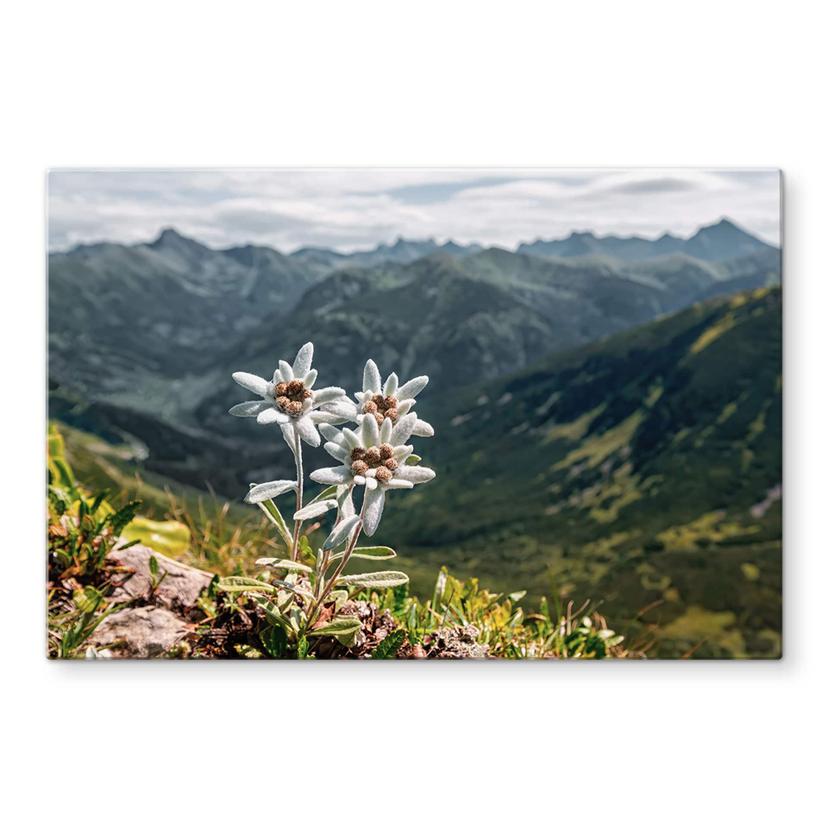 Glasbillede - Hvid alpin edelweiss på bjerget