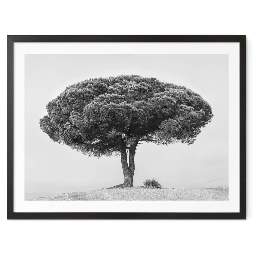 Póster Martin - Árbol en blanco y negro