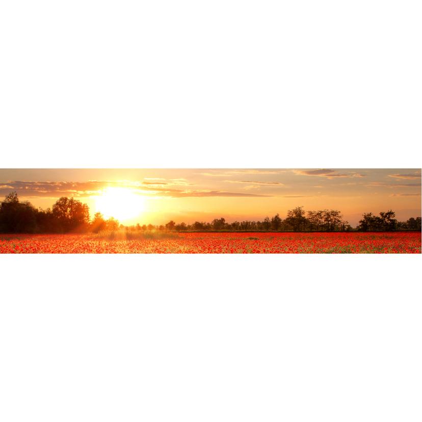 Fotomurale - Campo di papaveri - Panorama
