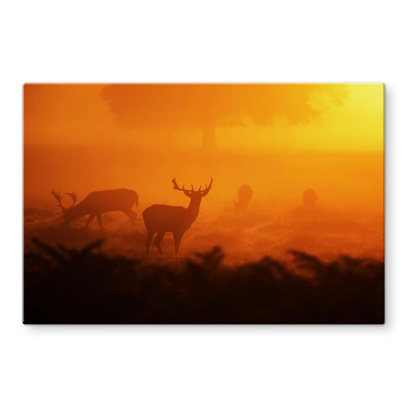 Pannello paraschizzi - Cervo nella luce del tramonto