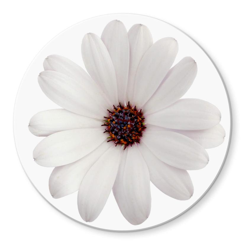 Tableau en verre - Gerbera blanc - rond