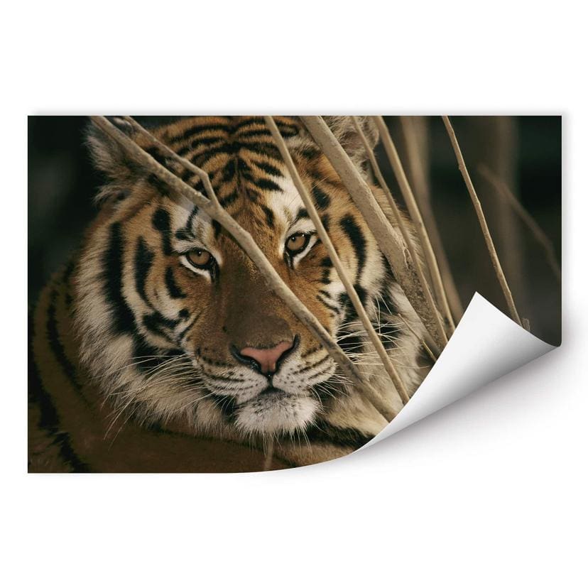 Poster autocollant - W - NG Tigre