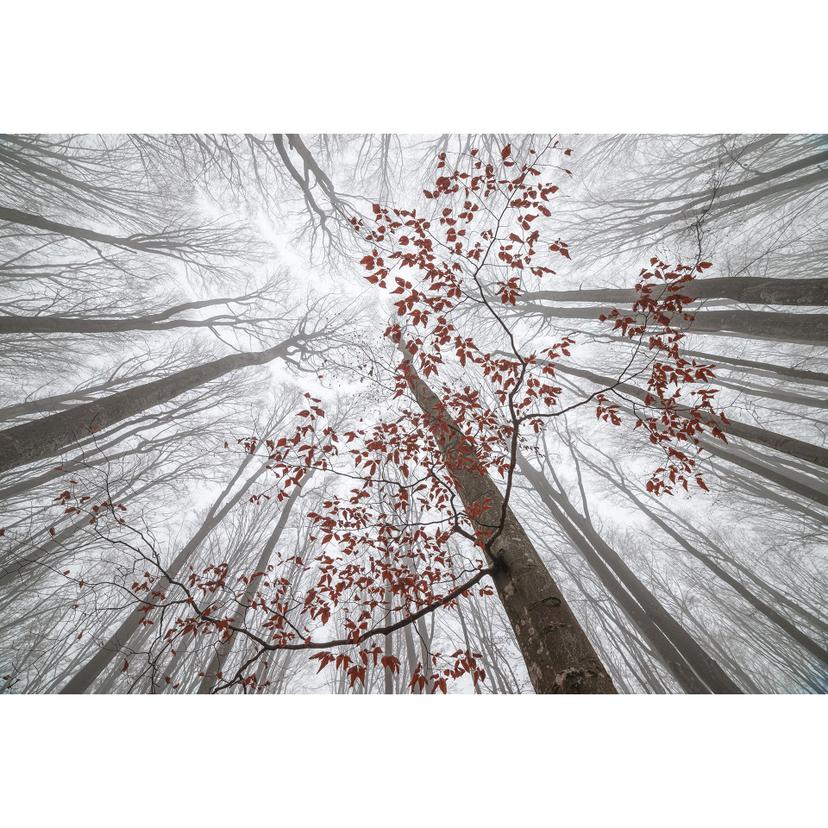 Fotomurale Cime di alberi con foglie rosse - Coman