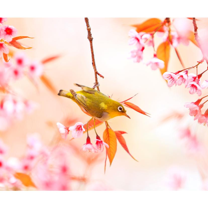 Fotomurale Cinguettio tra i fiori di ciliegio