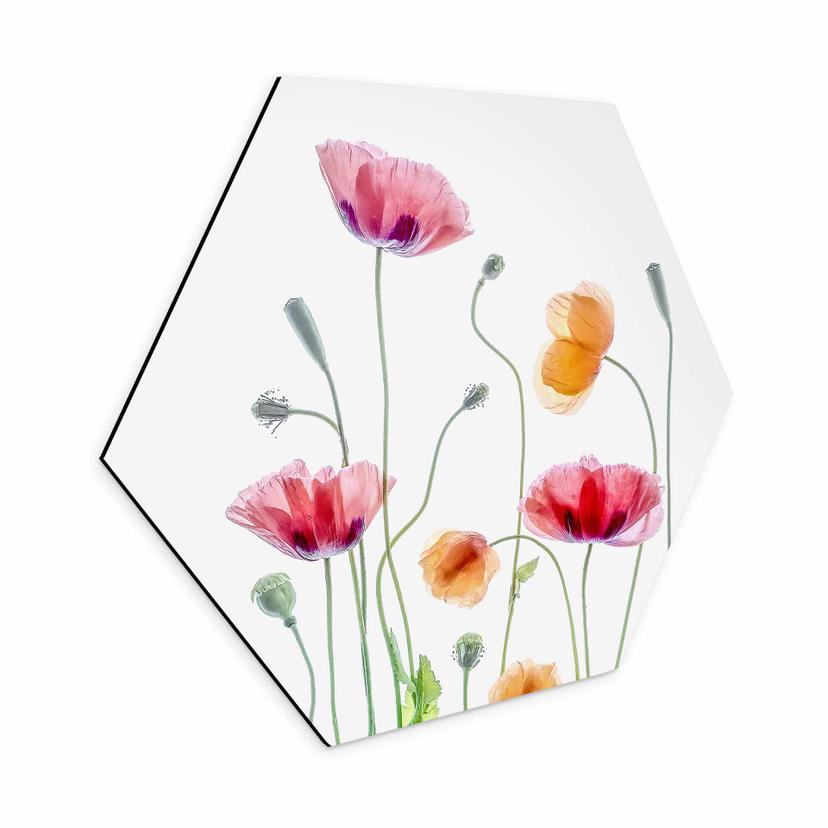 Hexagon Dibond Disher - Colourful Poppies