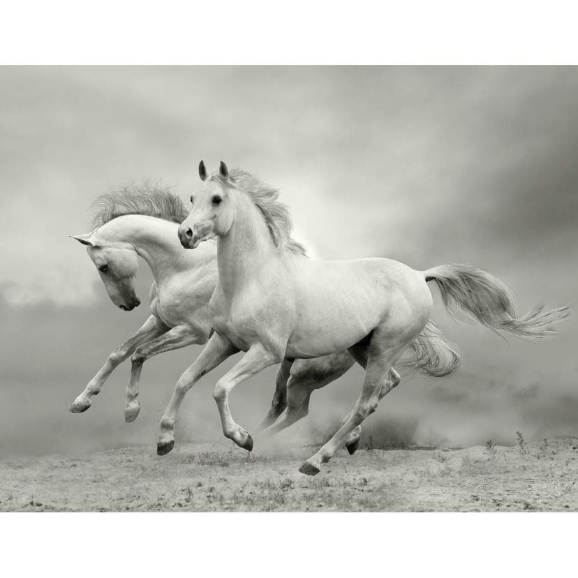 Fotobehang Paarden in Galop