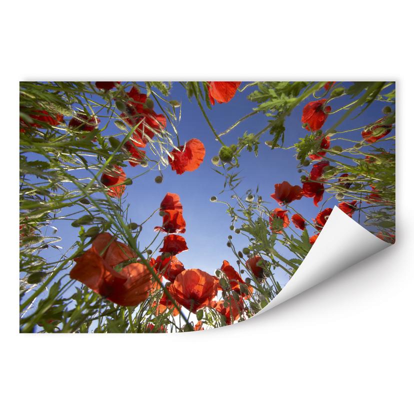 Poster autocollant - W - Champ de Coquelicots