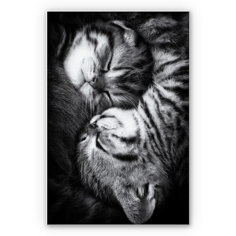 Tableau Forex - Jancova - Sweet Kitten