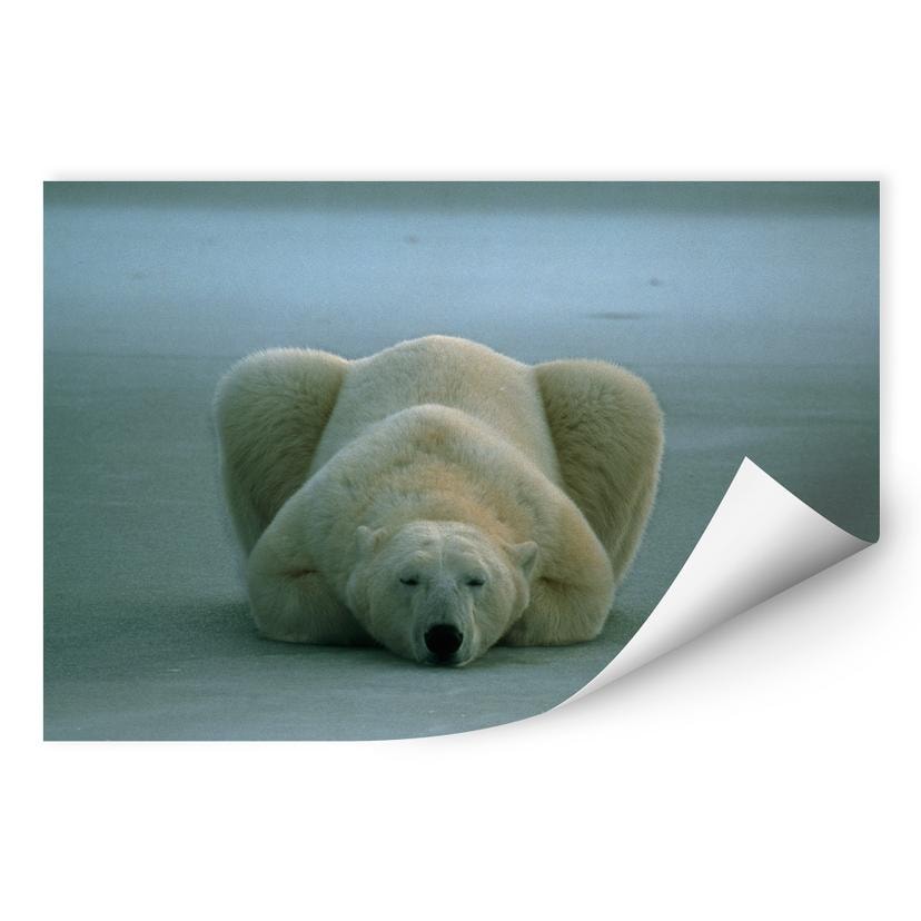Poster autocollant - W - NG Ours Polaire Endormi
