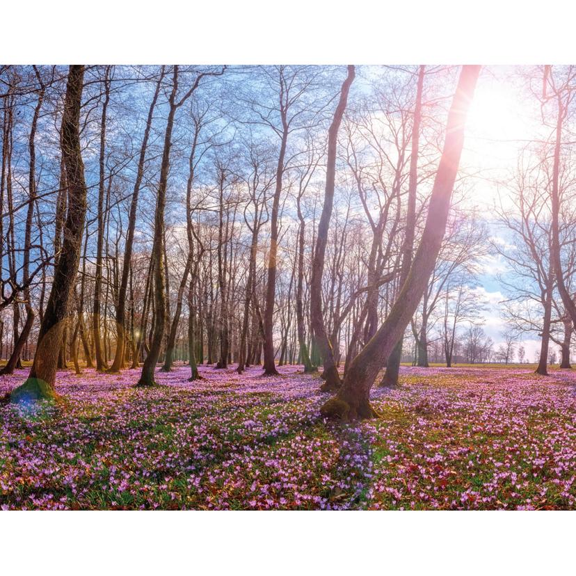 Fotomurale foresta di primavera