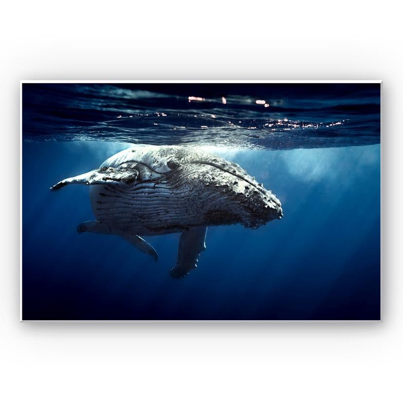 Tableau Forex - Baleine à bosse en plongée