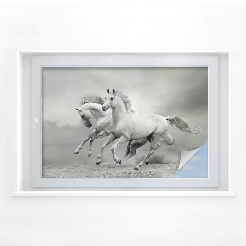 Film occultant - Chevaux au galop