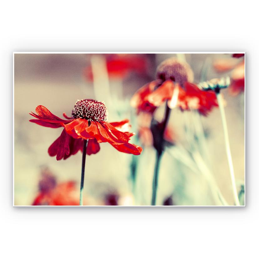 Tableau Forex - Chapeau de soleil rouge