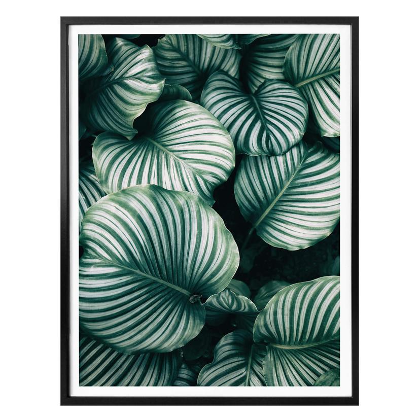 Plakat - Urban Jungle - Calathea Orbifolia
