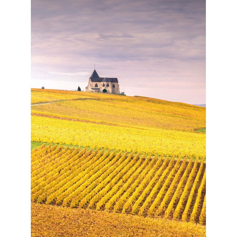 Fotomurale Colombo - Vigneti in Champagne