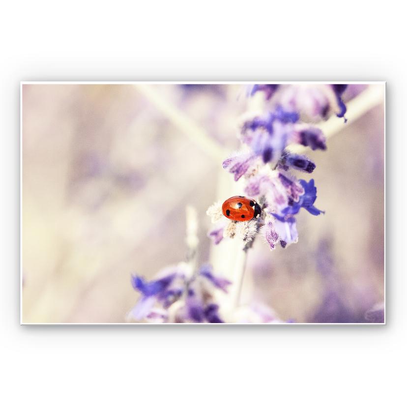 Tableau Forex - Little Friend