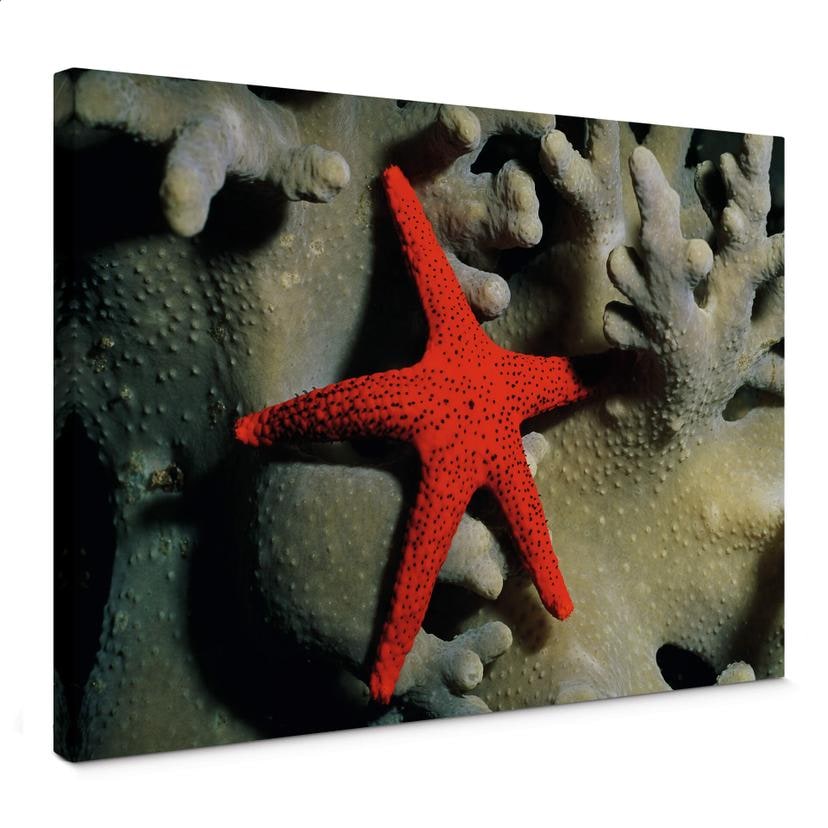 Tableau sur toile - NG Étoile de mer rouge