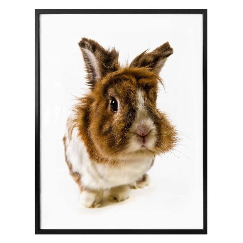 Poster - Rabbit