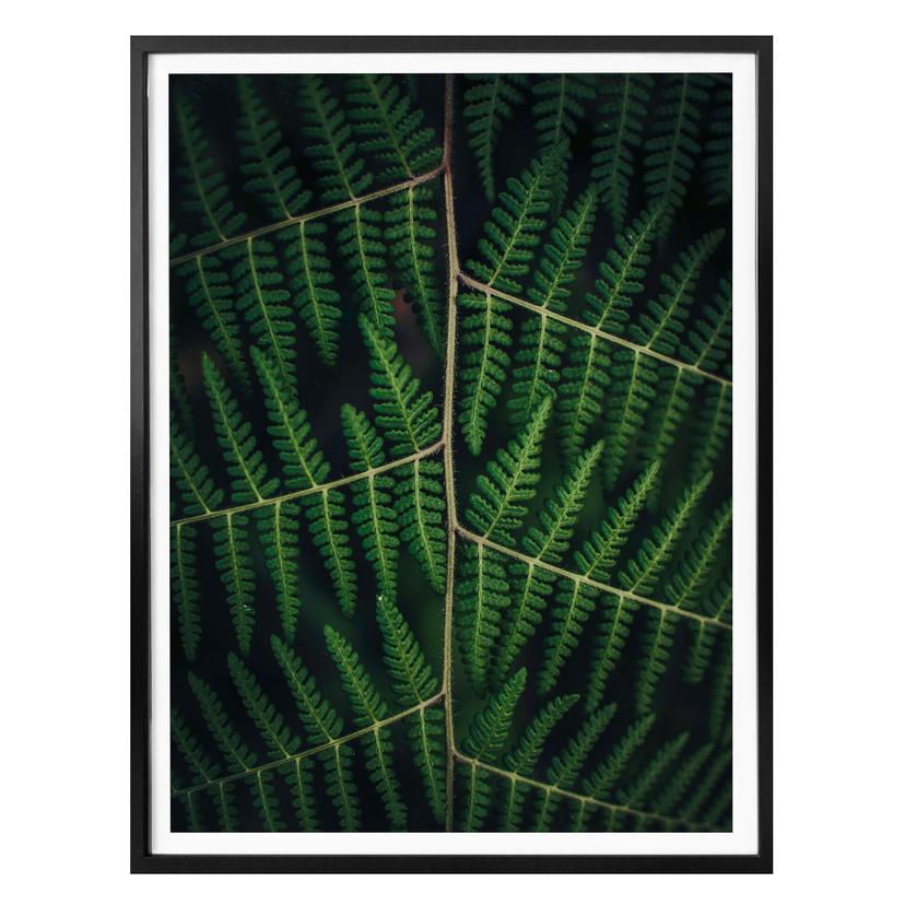 Plakat - Botanical 03