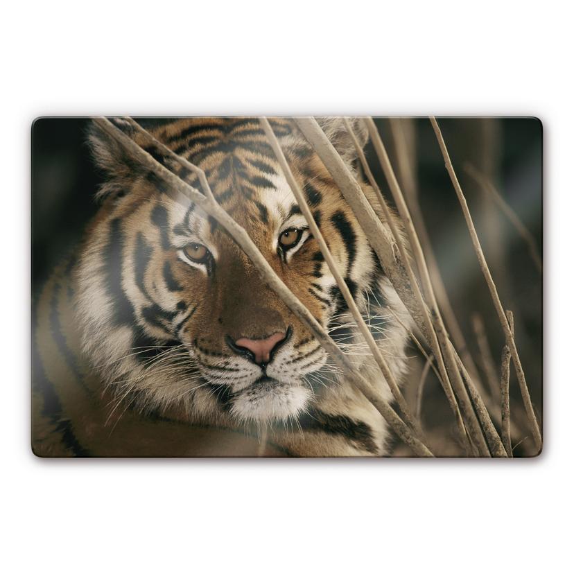 Stampa su vetro National Geographic - tigre