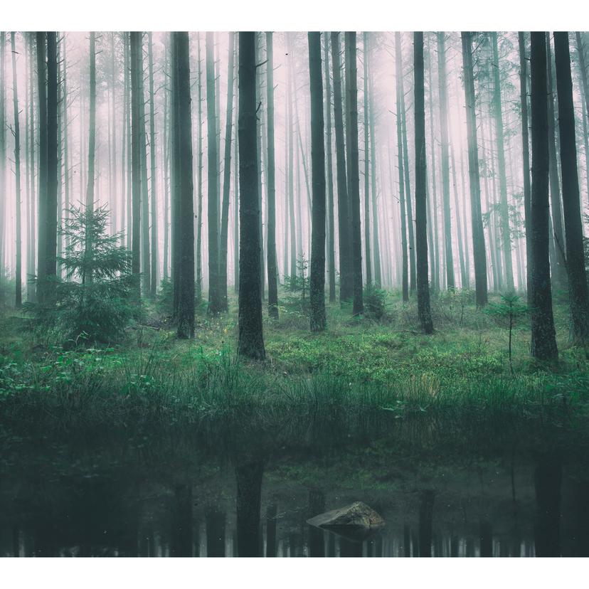 Fotomurale - Lindsten- Nella foresta