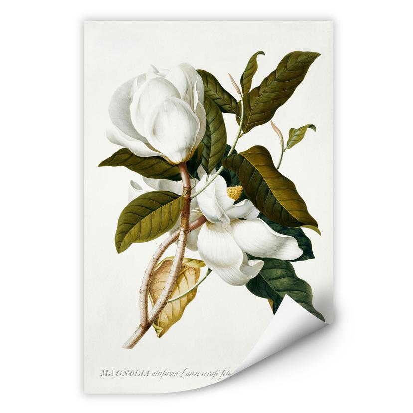 Muurprints Ehret - Magnolia