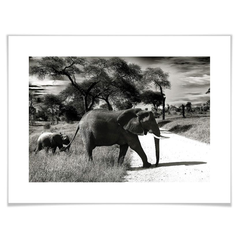 Poster L’éléphant et son enfant