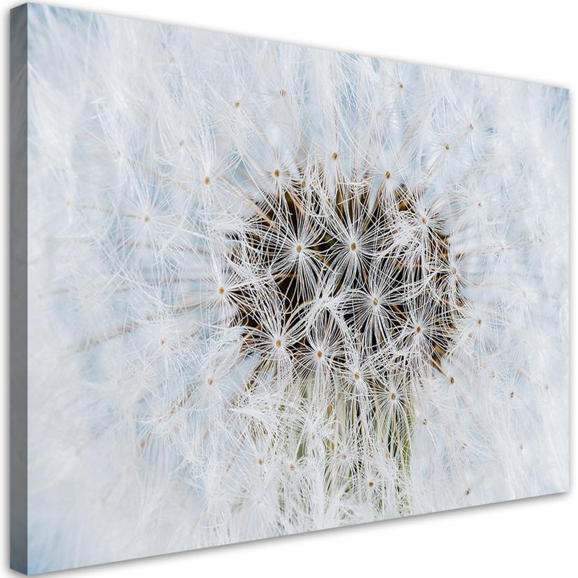 Canvasbillede, Hvide mælkebøtteplanter