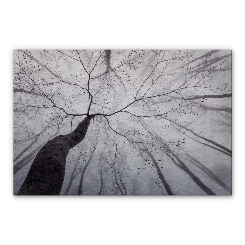 Tableau en Alu-Dibond effet argenté Pavlasek - Vers la cime des arbres