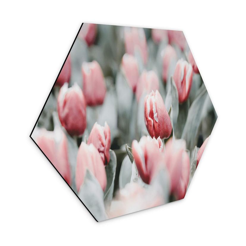 Hexagone - alu-Dibond Annie - Tulipes de printemps