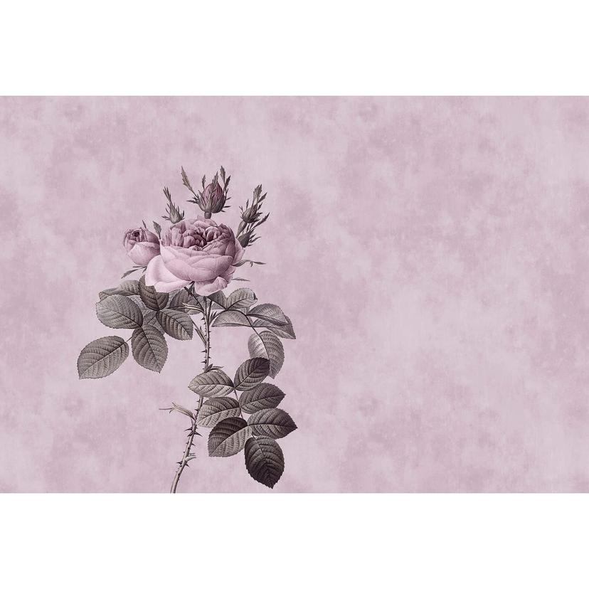 Fotomural Paredes de Patel rose 1