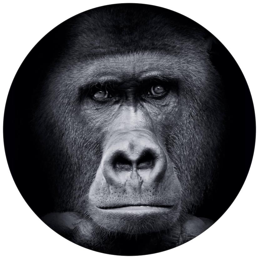 Fotomurale Gorilla - tondo - carta da parati in tessuto non tessuto/carta da parati in tessuto non t