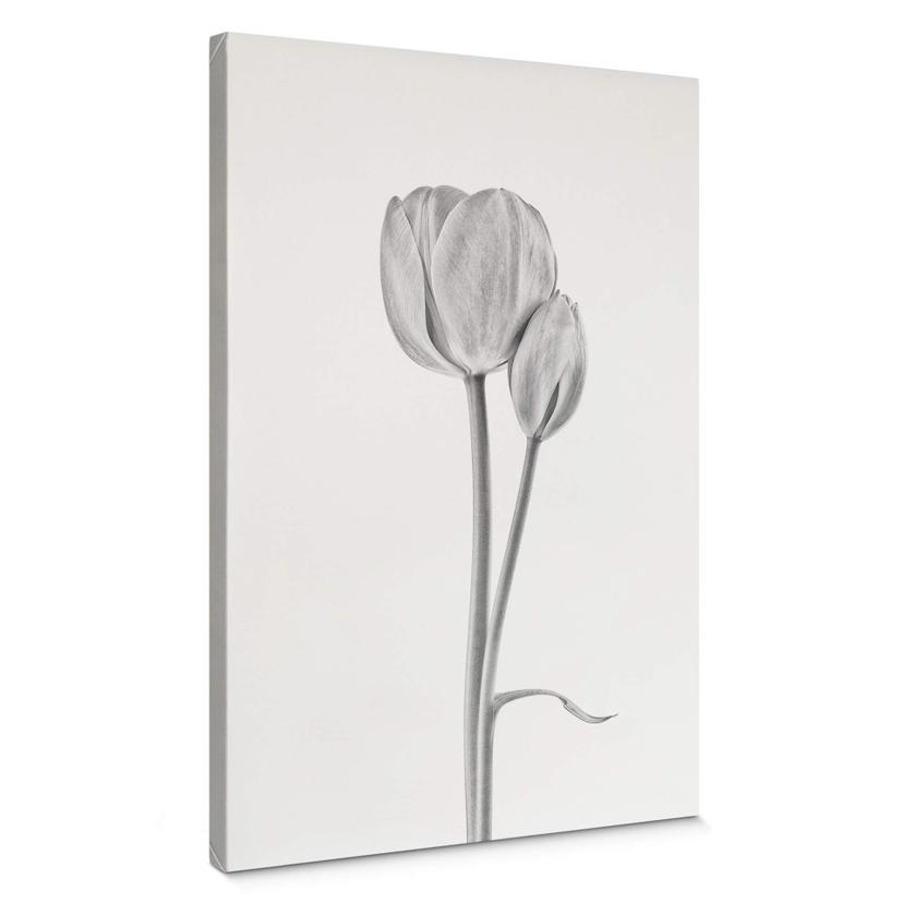 Canvasbillede - Grønkjær - Tulipaner