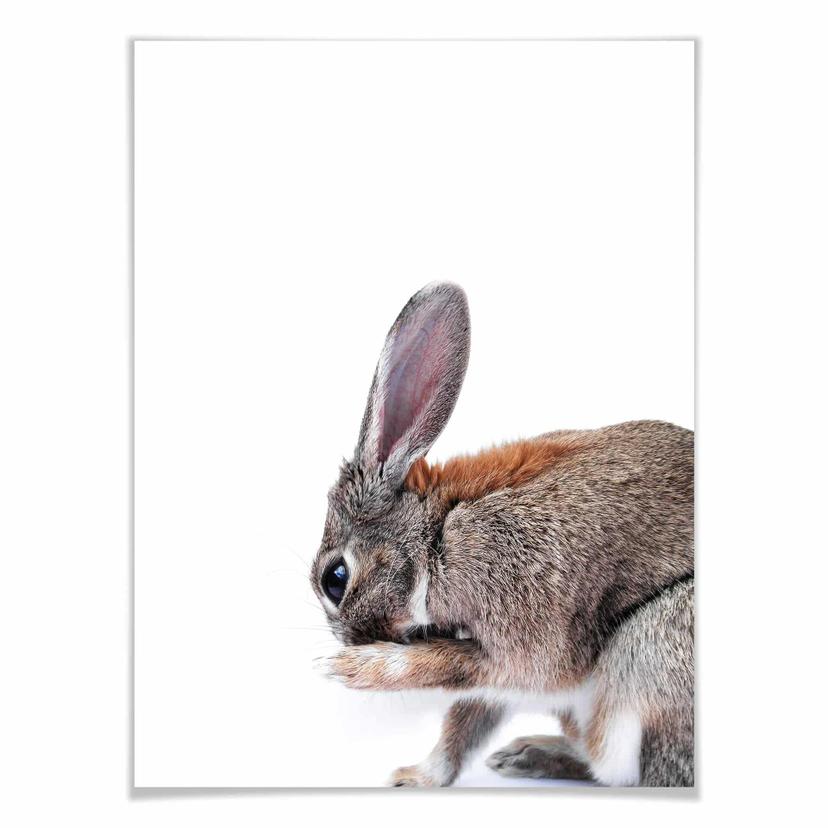 Affiche - lapin