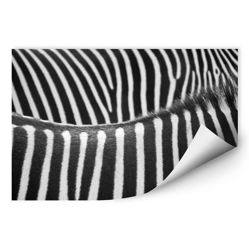 Zebra Print