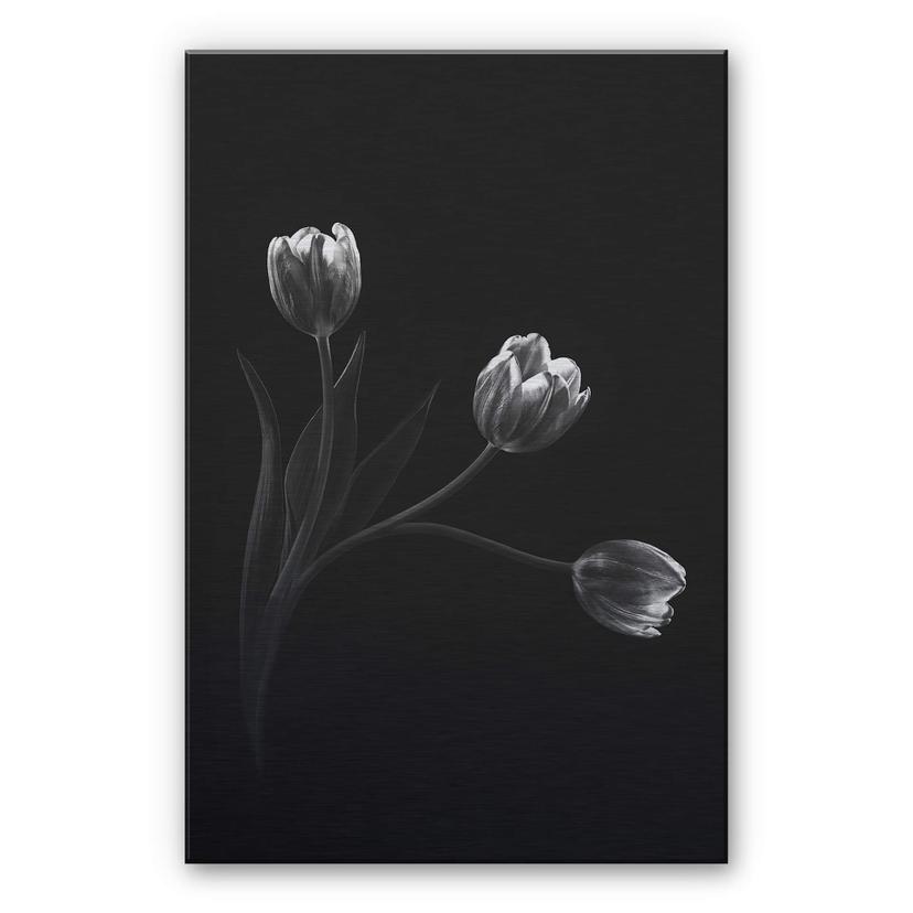 Alu-Dibond med sølveffekt - Pan - Tulipantrio – print på aluminium (Alu-Dibond)