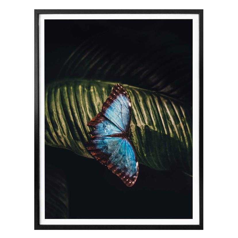 Poster Papillon bleu