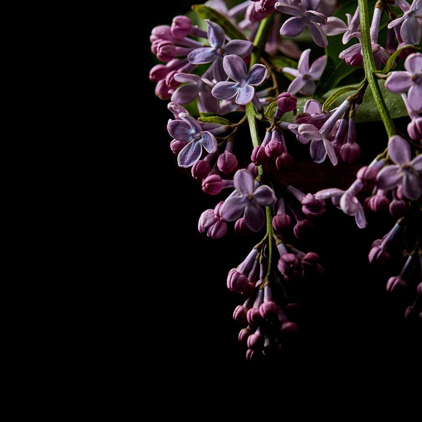 Carta da parati a fiori DarkFlowers1 nero viola - Carta da parati in tessuto non tessuto Designwalls