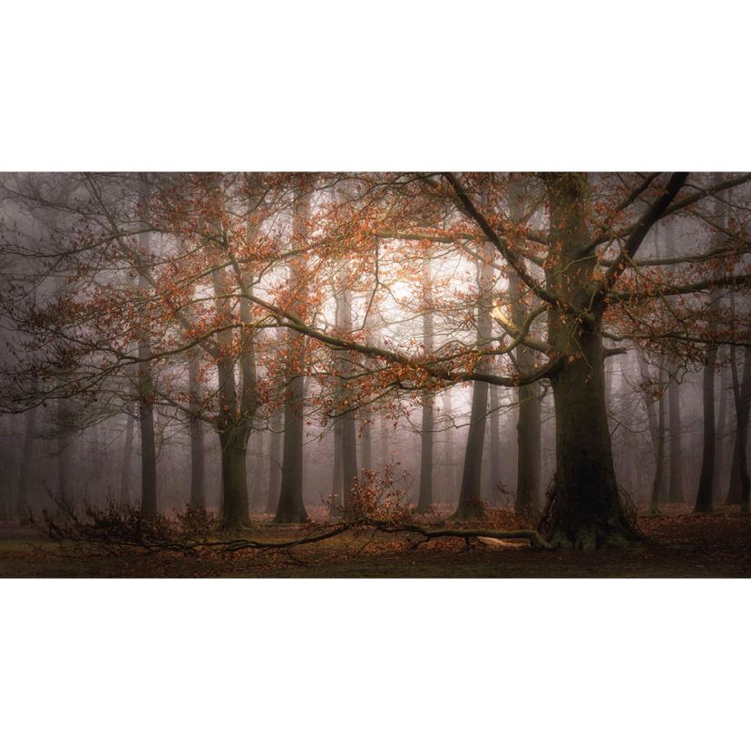 Fotomurale Dingemans - Foresta autunnale