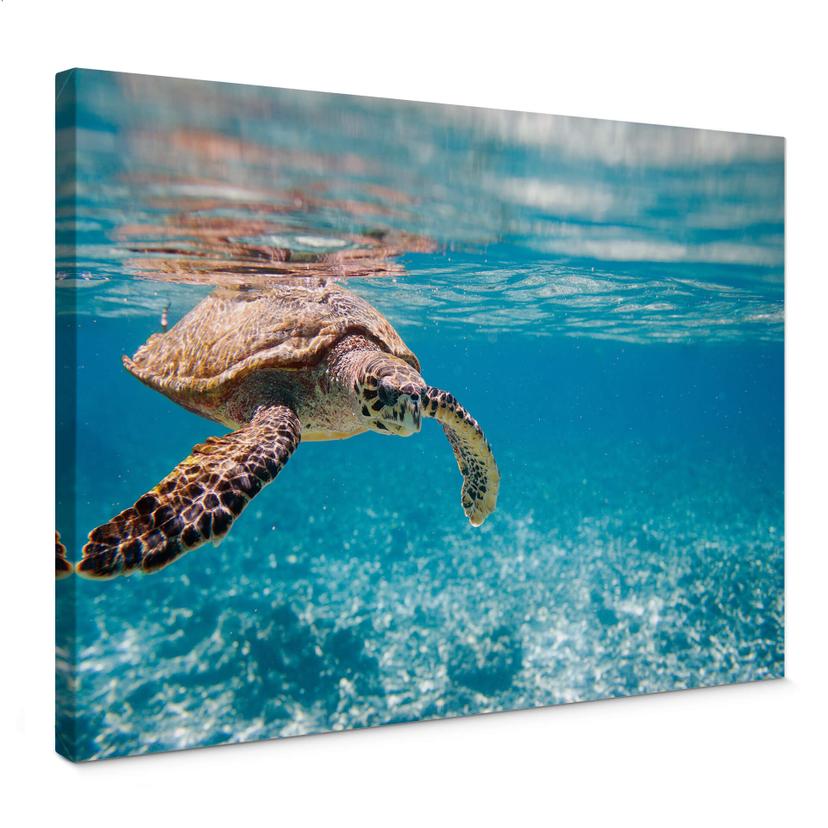 Lienzo tortuga de viaje