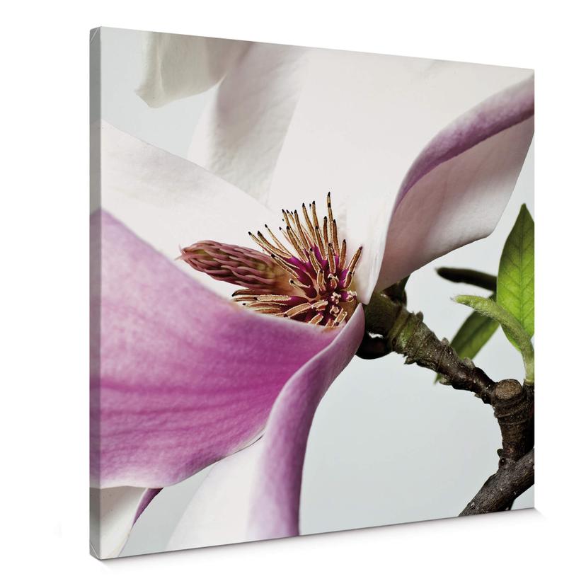 Magnolia - Lærredsprint