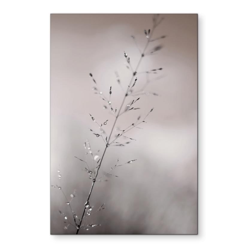 Fototapet Græsstrå med dugdråber - Sillen – print på aluminium (Alu-Dibond)
