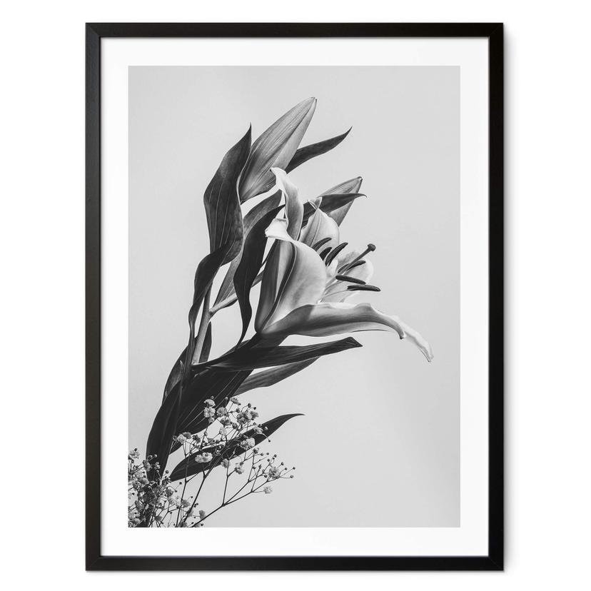 Póster Jo - Lirio encantador en blanco y negro