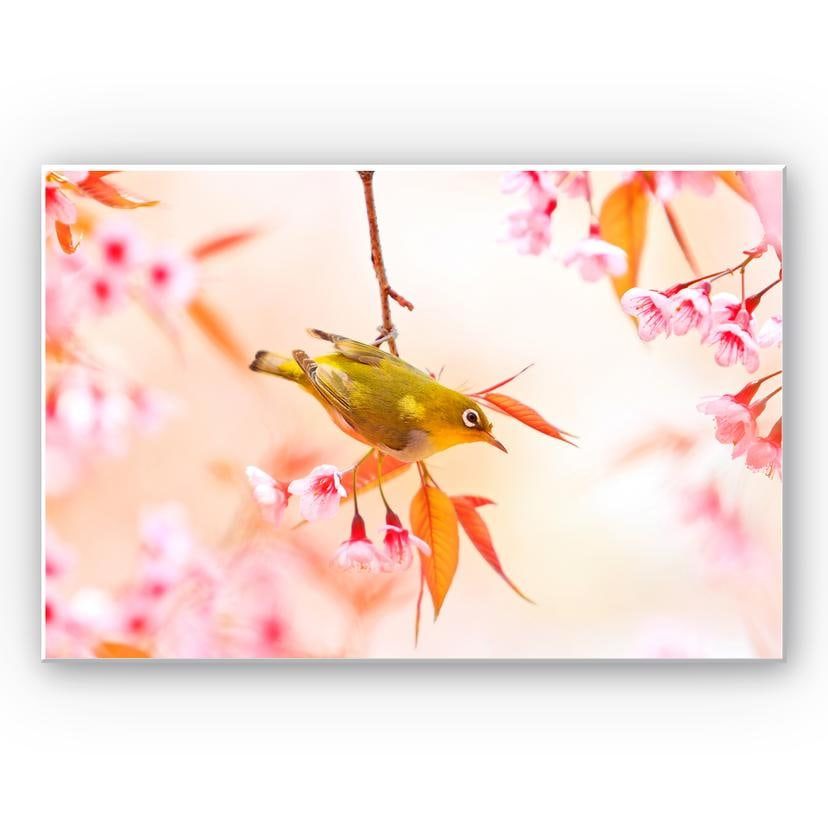 Tableau Forex - Oiseaux qui pépient dans les fleurs de cerisier