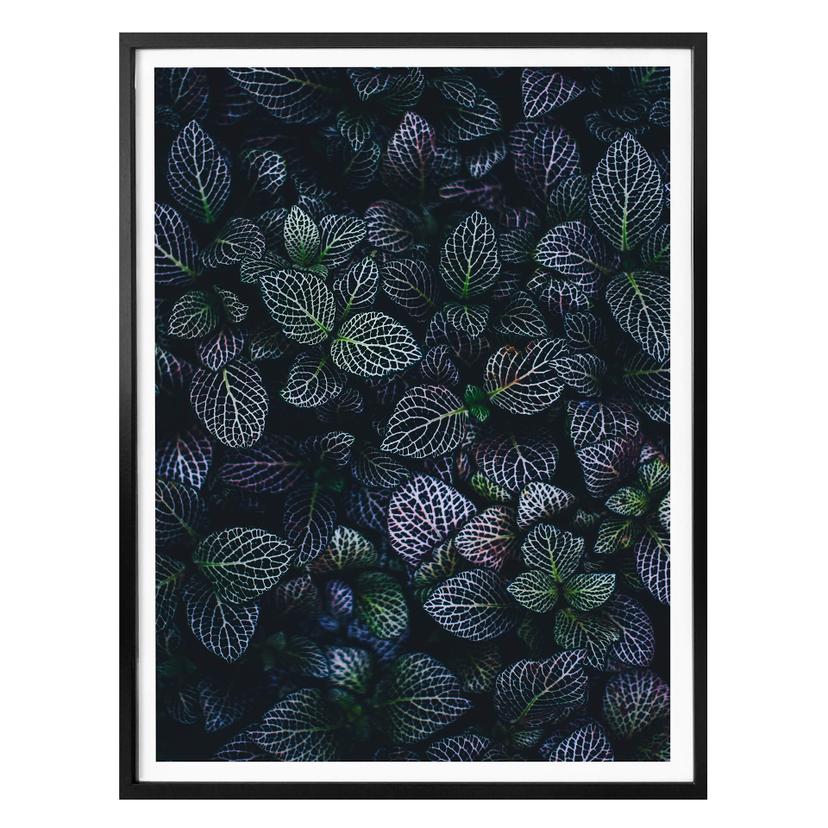 Plakat - Botanisk kontrast