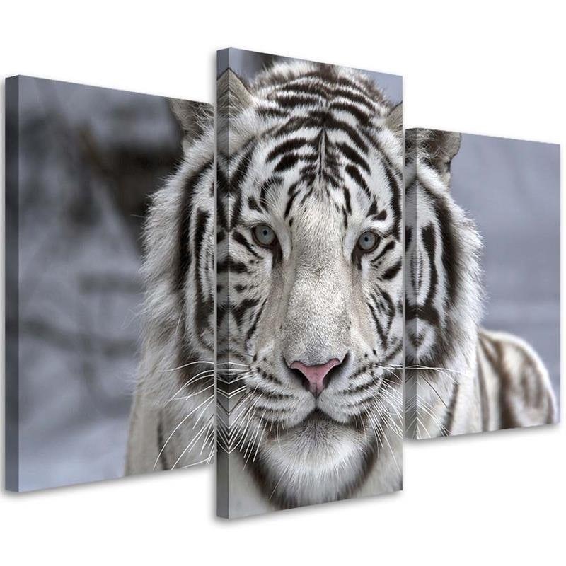 3 stykke lærredstryk Tiger Wild Animal sort og hvid
