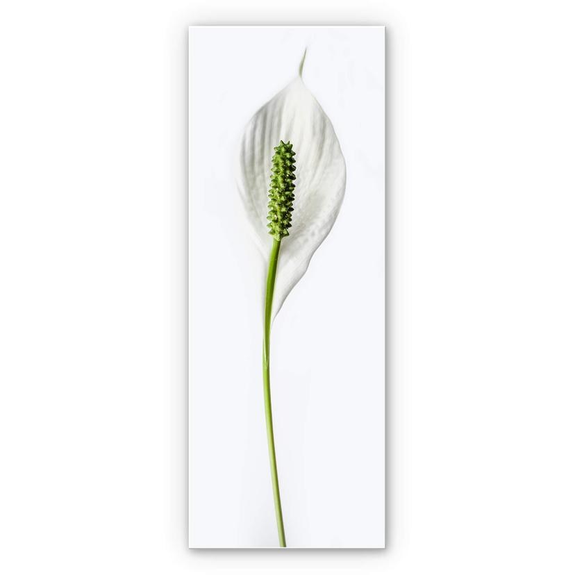 Wanddecoratie Peace Lily