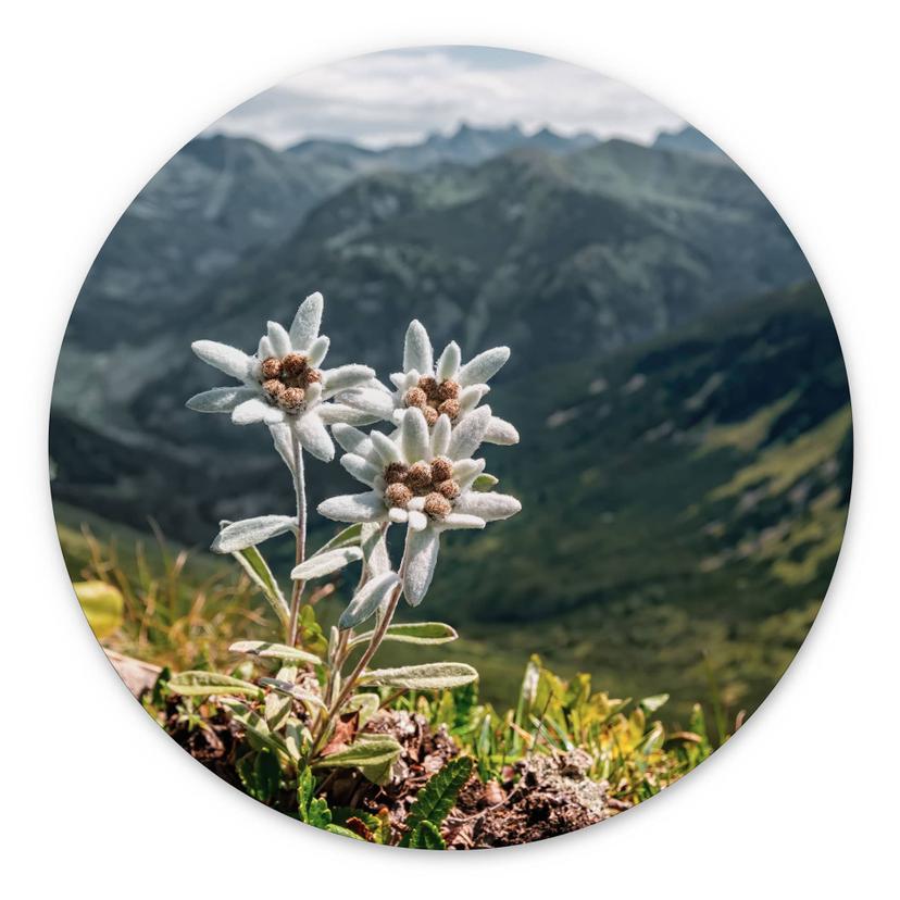 Wandbild Weißer Alpen-Edelweiß auf dem Berg - Alu-Dibond - Rund